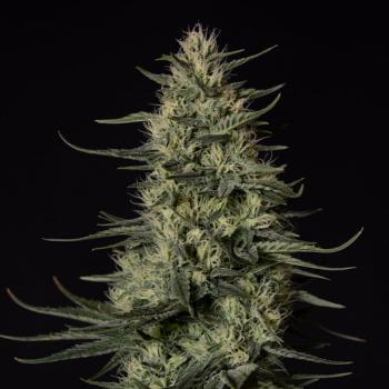 Samen 3x Punch Pie feminisiert Royalqueenseeds